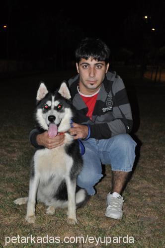 ice Erkek Sibirya Kurdu (Husky)