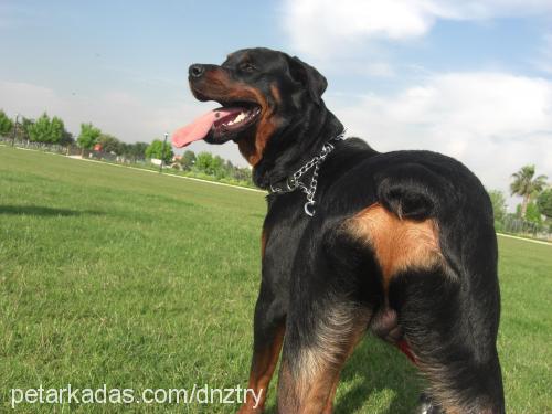 troy Erkek Rottweiler