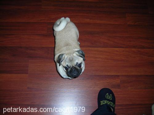 zeytin Dişi Pug