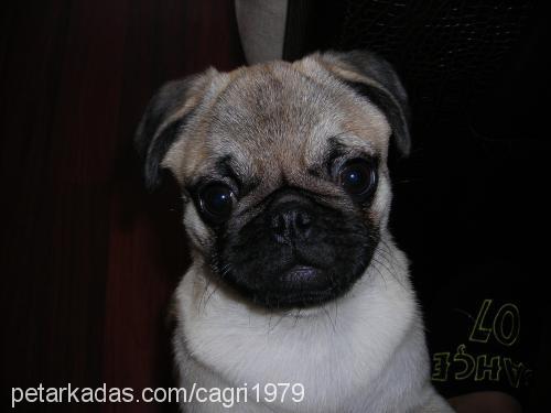 zeytin Dişi Pug