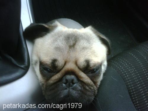 zeytin Dişi Pug