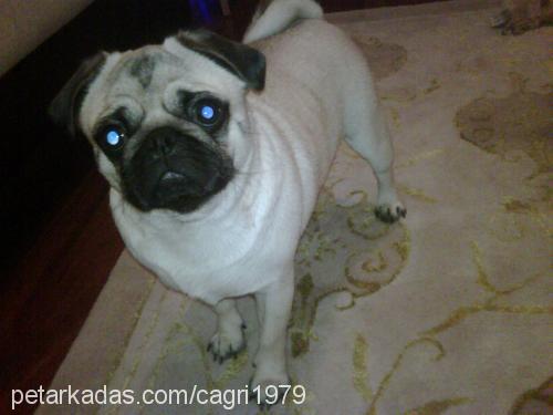 zeytin Dişi Pug