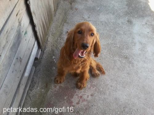 gofi Erkek İngiliz Cocker Spaniel