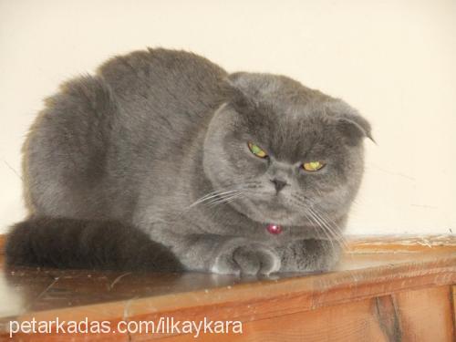 paspas Dişi Scottish Fold