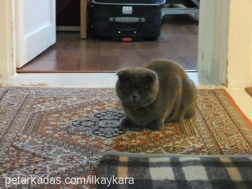 paspas Dişi Scottish Fold