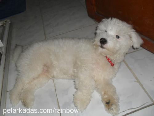 pamuk Erkek West Highland White Terrier