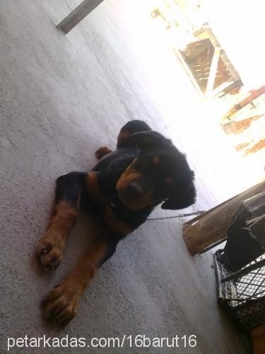 barut Erkek Rottweiler