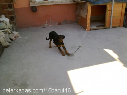 barut Erkek Rottweiler