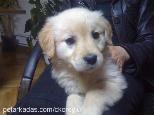 render Dişi Golden Retriever