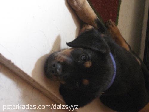 daisy Dişi Rottweiler