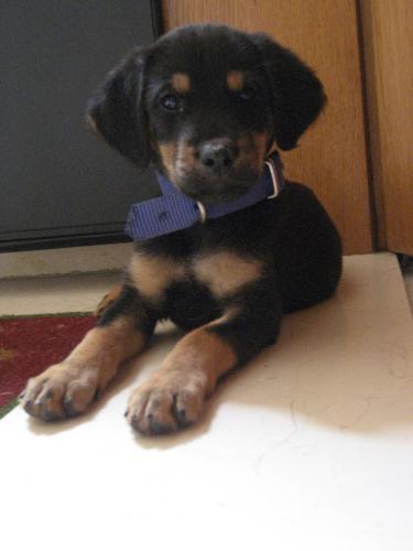 daisy Dişi Rottweiler