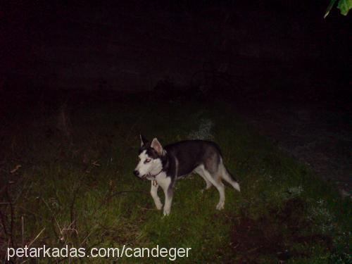 asena Dişi Sibirya Kurdu (Husky)