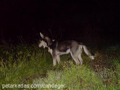 asena Dişi Sibirya Kurdu (Husky)