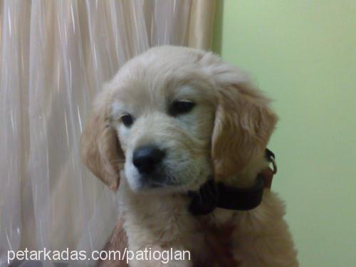 pati Erkek Golden Retriever