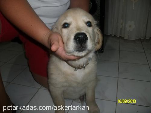 paşa Erkek Golden Retriever