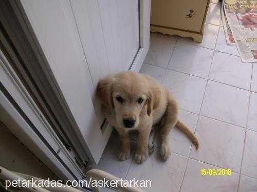 paşa Erkek Golden Retriever