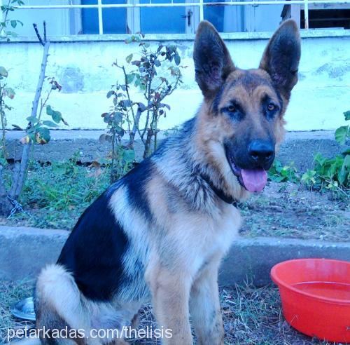 yaman Erkek Alman Çoban Köpeği