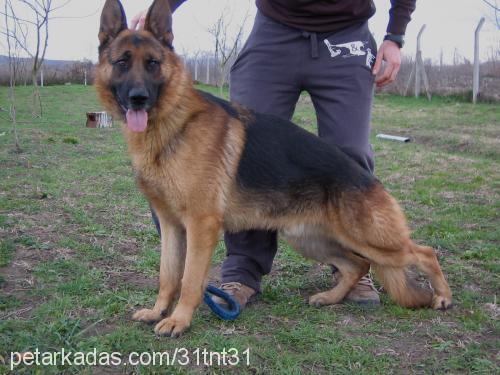 deni Dişi Alman Çoban Köpeği