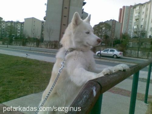 ice Erkek Alaskan Malamute