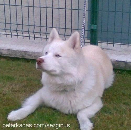 ice Erkek Alaskan Malamute