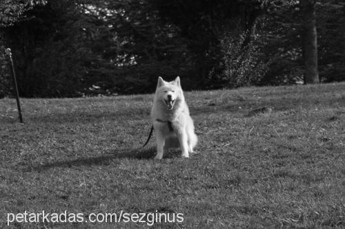 ice Erkek Alaskan Malamute