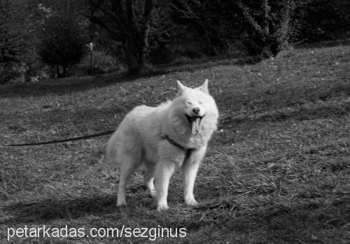 ice Erkek Alaskan Malamute