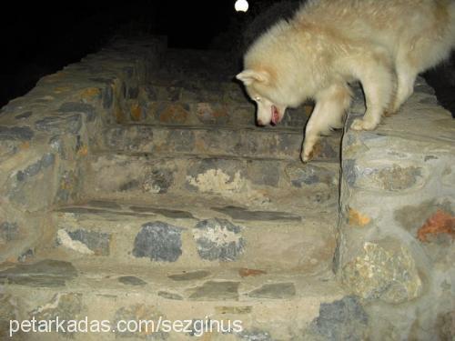 ice Erkek Alaskan Malamute