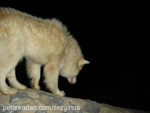 ice Erkek Alaskan Malamute