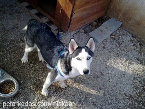 mişka Dişi Sibirya Kurdu (Husky)