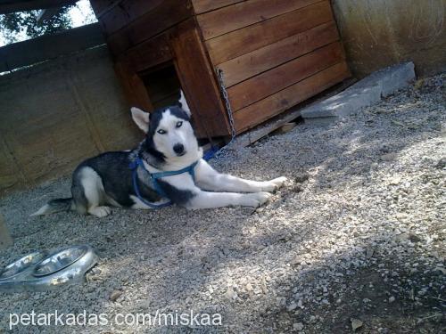 mişka Dişi Sibirya Kurdu (Husky)