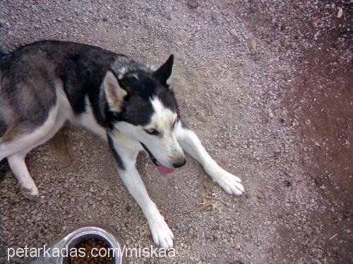 mişka Dişi Sibirya Kurdu (Husky)