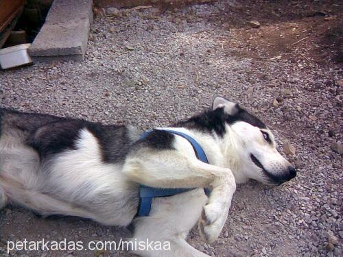 mişka Dişi Sibirya Kurdu (Husky)