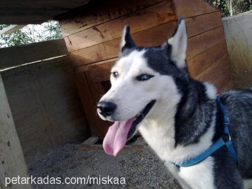 mişka Dişi Sibirya Kurdu (Husky)