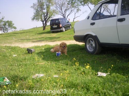 angie Dişi Golden Retriever