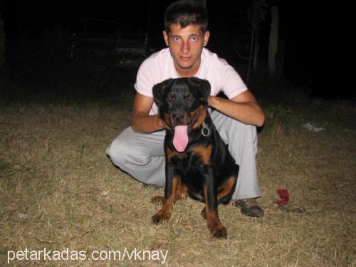 tayra Dişi Rottweiler