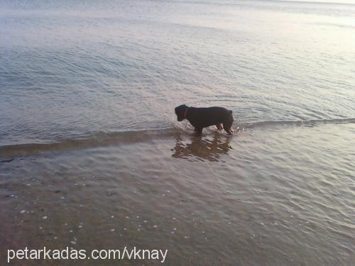 tayra Dişi Rottweiler