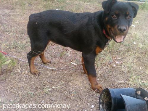 tayra Dişi Rottweiler