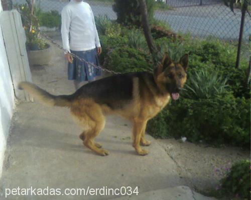 ......dost..... Erkek Alman Çoban Köpeği