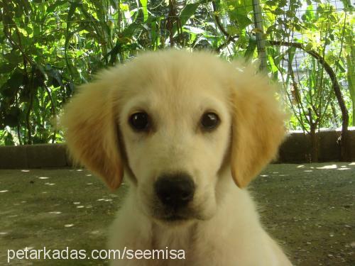 mişa Dişi Golden Retriever