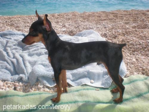 leroyy Erkek Minyatür Pinscher