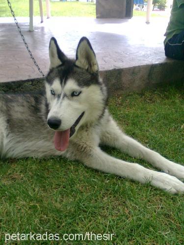 buz Dişi Alaskan Malamute