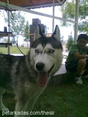 buz Dişi Alaskan Malamute