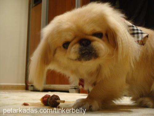 köpük Erkek Pekingese