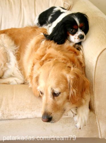 naz Dişi Golden Retriever