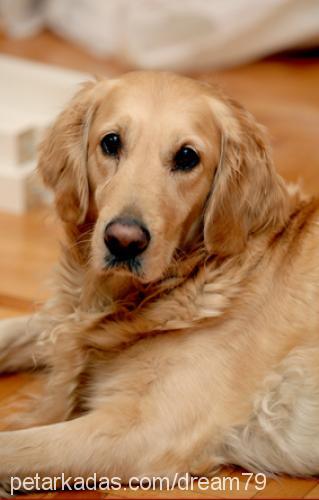 naz Dişi Golden Retriever