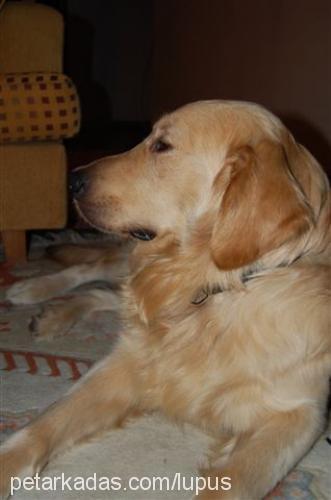 duman Erkek Golden Retriever