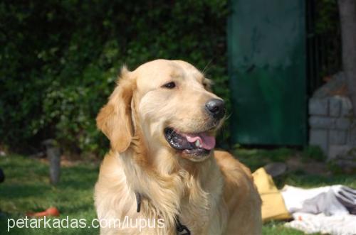 duman Erkek Golden Retriever