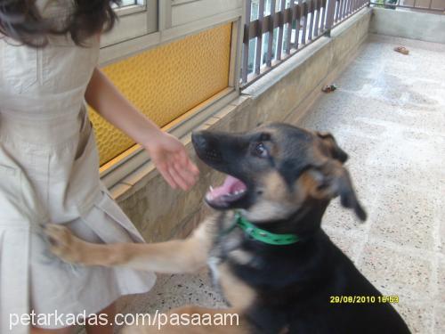 paŞa Erkek Alman Çoban Köpeği