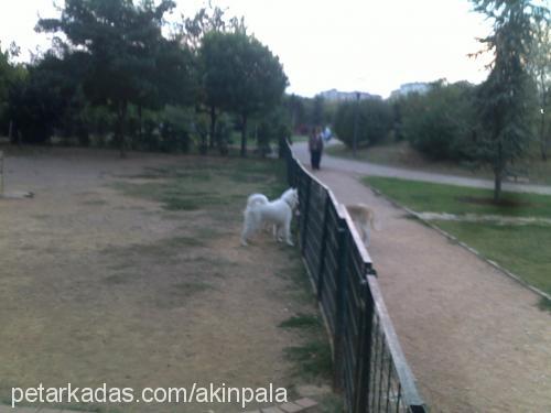 bulut Erkek Samoyed