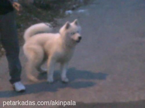 bulut Erkek Samoyed